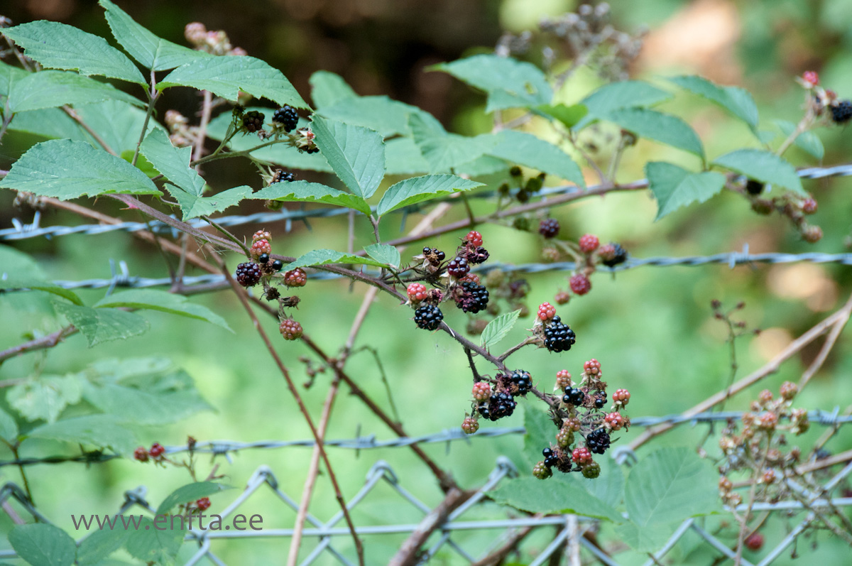 0351   Rubus caesius
